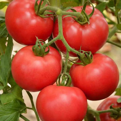 Graines de tomate faworyt raspberry bio – La Ferme de Sainte Marthe