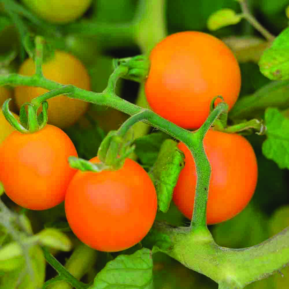 Graines de tomate figiel bio – La Ferme de Sainte Marthe