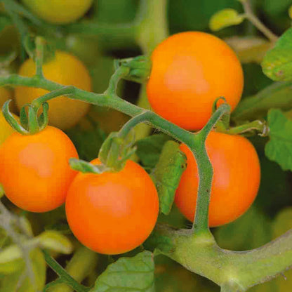 Graines de tomate figiel bio – La Ferme de Sainte Marthe