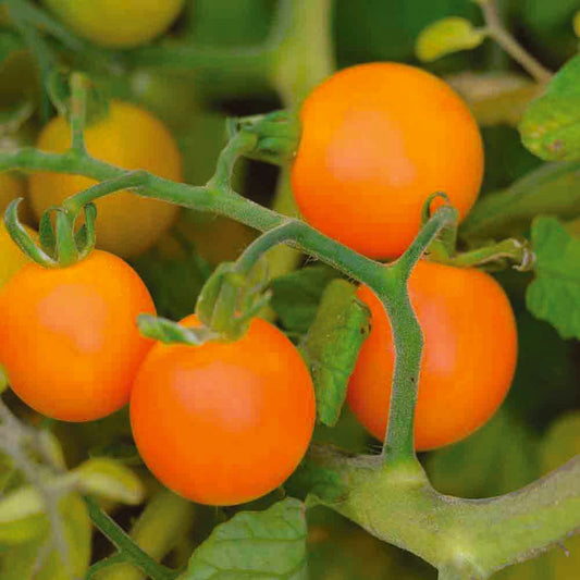 Graines de tomate figiel bio – La Ferme de Sainte Marthe
