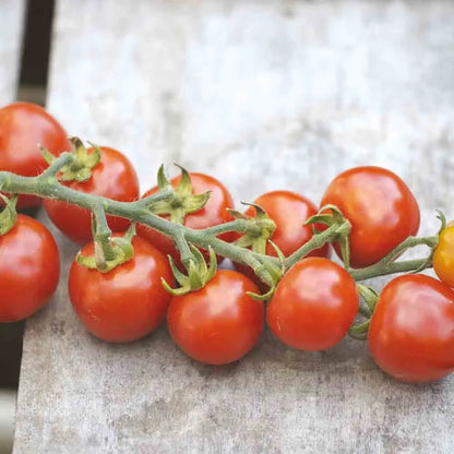Graines de tomate gardener's delight bio – La Ferme de Sainte Marthe