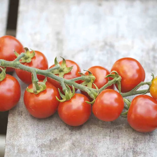Graines de tomate gardener's delight bio – La Ferme de Sainte Marthe