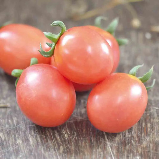 Graines de tomate german lunch box bio – La Ferme de Sainte Marthe