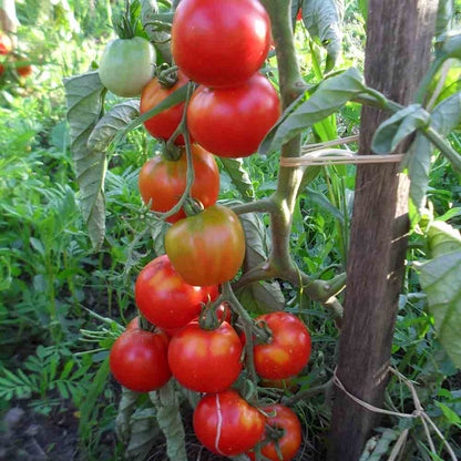 Graines de tomate glacier bio – La Ferme de Sainte Marthe