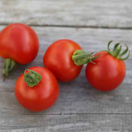 Graines de tomate gloire de versailles – La Ferme de Sainte Marthe