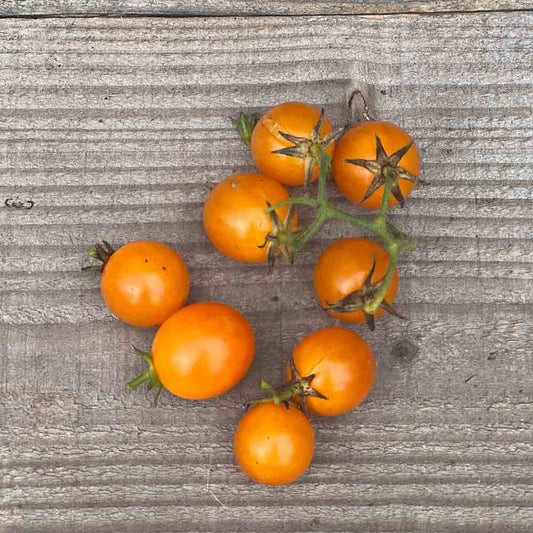 Graines de tomate gold nugget bio – La Ferme de Sainte Marthe