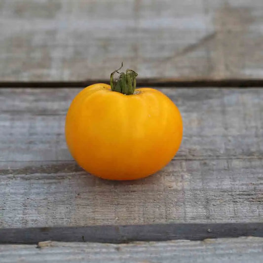 Graines de tomate golden jubilee bio – La Ferme de Sainte Marthe