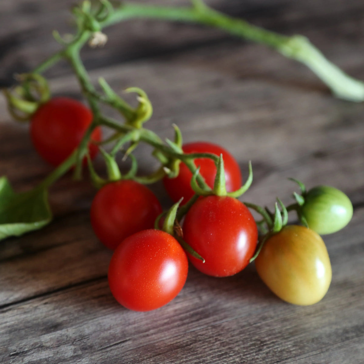 Graines de tomate grappoli d'inverno bio – La Ferme de Sainte Marthe