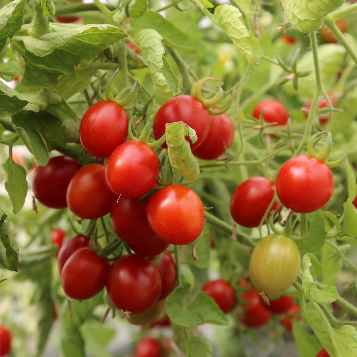 Graines de tomate grappoli d'inverno bio – La Ferme de Sainte Marthe