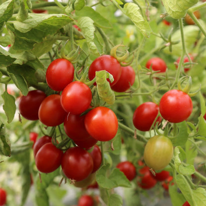 Graines de tomate grappoli d'inverno bio – La Ferme de Sainte Marthe