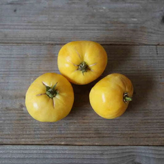 Graines de tomate great white beefsteak bio – La Ferme de Sainte Marthe