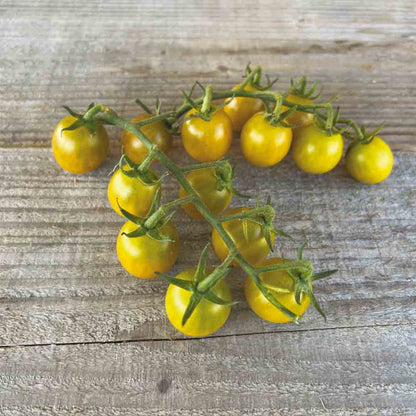Graines de tomate green grape bio – La Ferme de Sainte Marthe