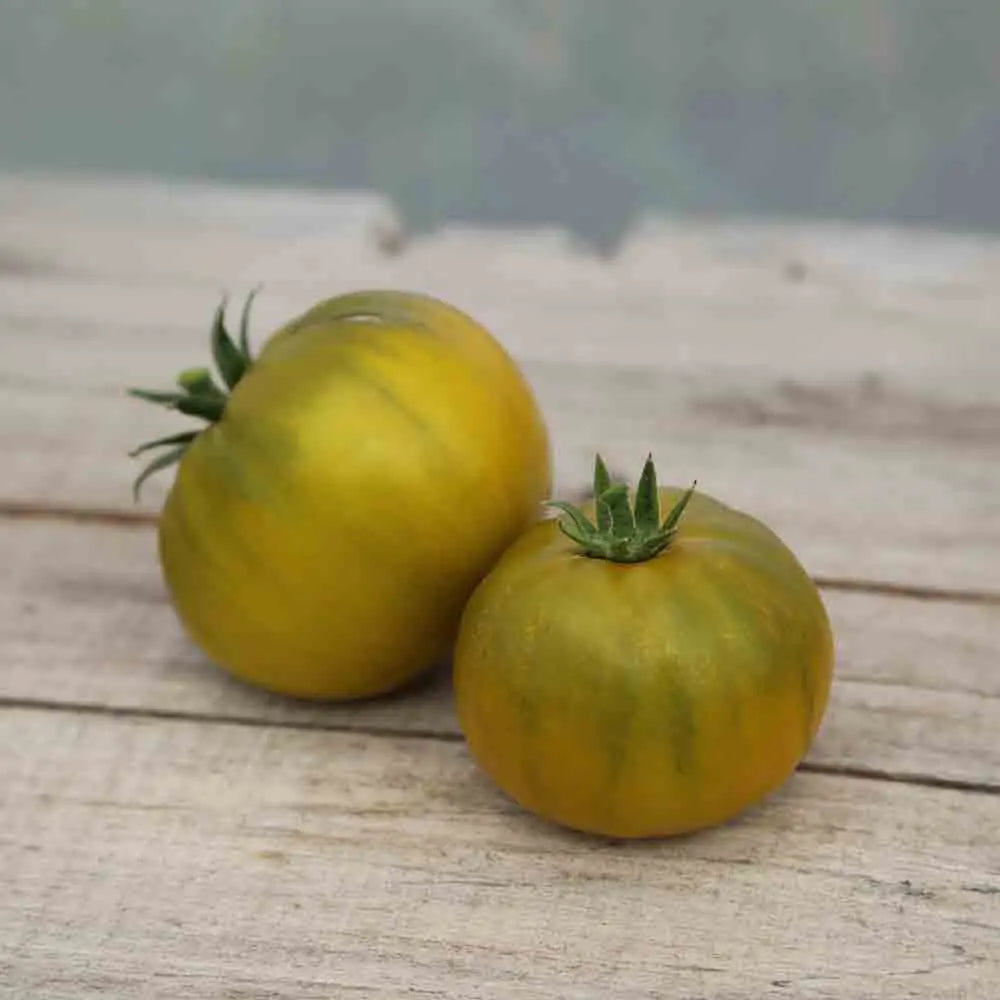 Graines de tomate green pineapple bio – La Ferme de Sainte Marthe