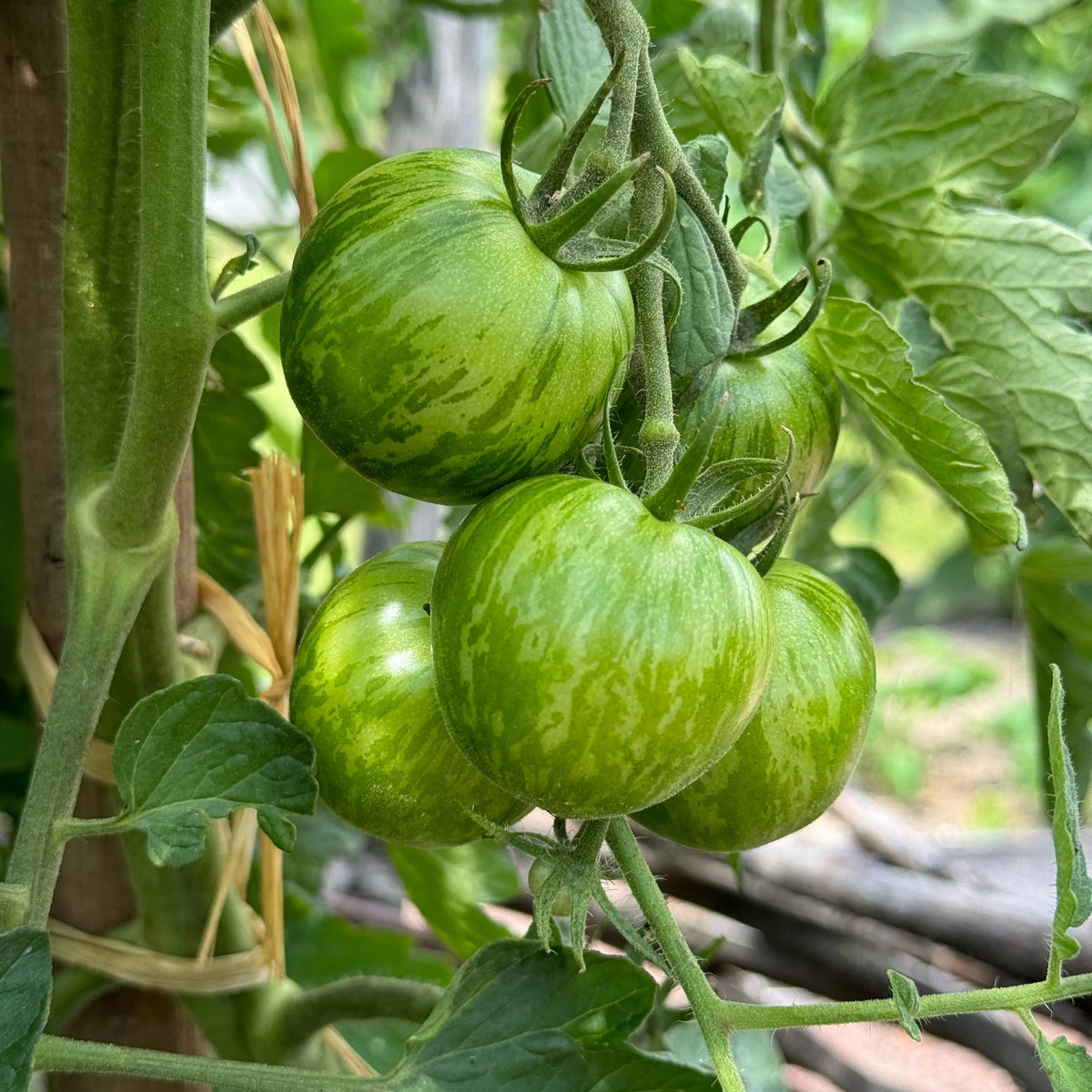 Graines de tomate green zebra bio – La Ferme de Sainte Marthe