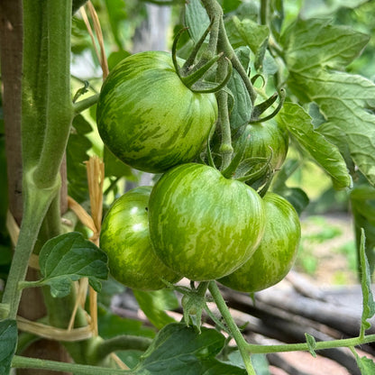 Graines de tomate green zebra bio – La Ferme de Sainte Marthe