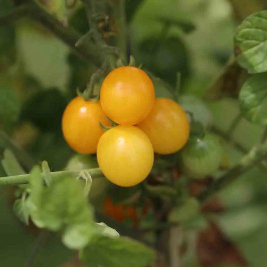 Graines de tomate groseille jaune type petit moineau bio – La Ferme de Sainte Marthe