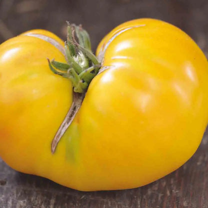 Graines de tomate huge lemon oxheart bio – La Ferme de Sainte Marthe