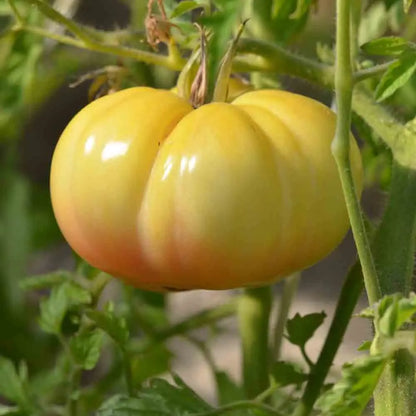 Graines de tomate jack white bio – La Ferme de Sainte Marthe