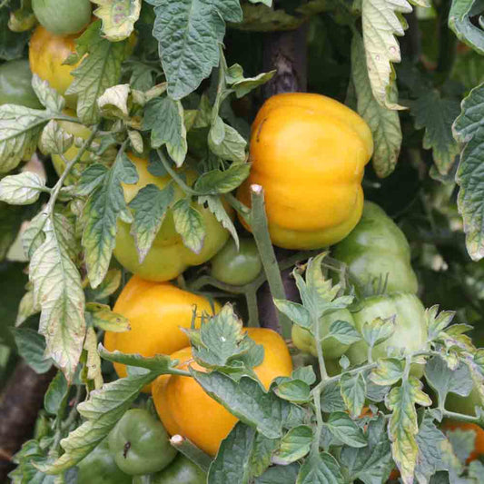 Graines de tomate jaune à farcir yellow stuffer bio – La Ferme de Sainte Marthe