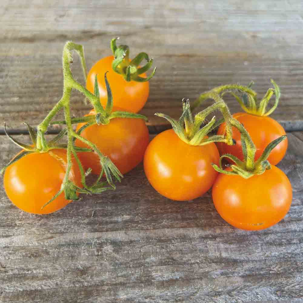 Graines de tomate jaune de thoune bio – La Ferme de Sainte Marthe