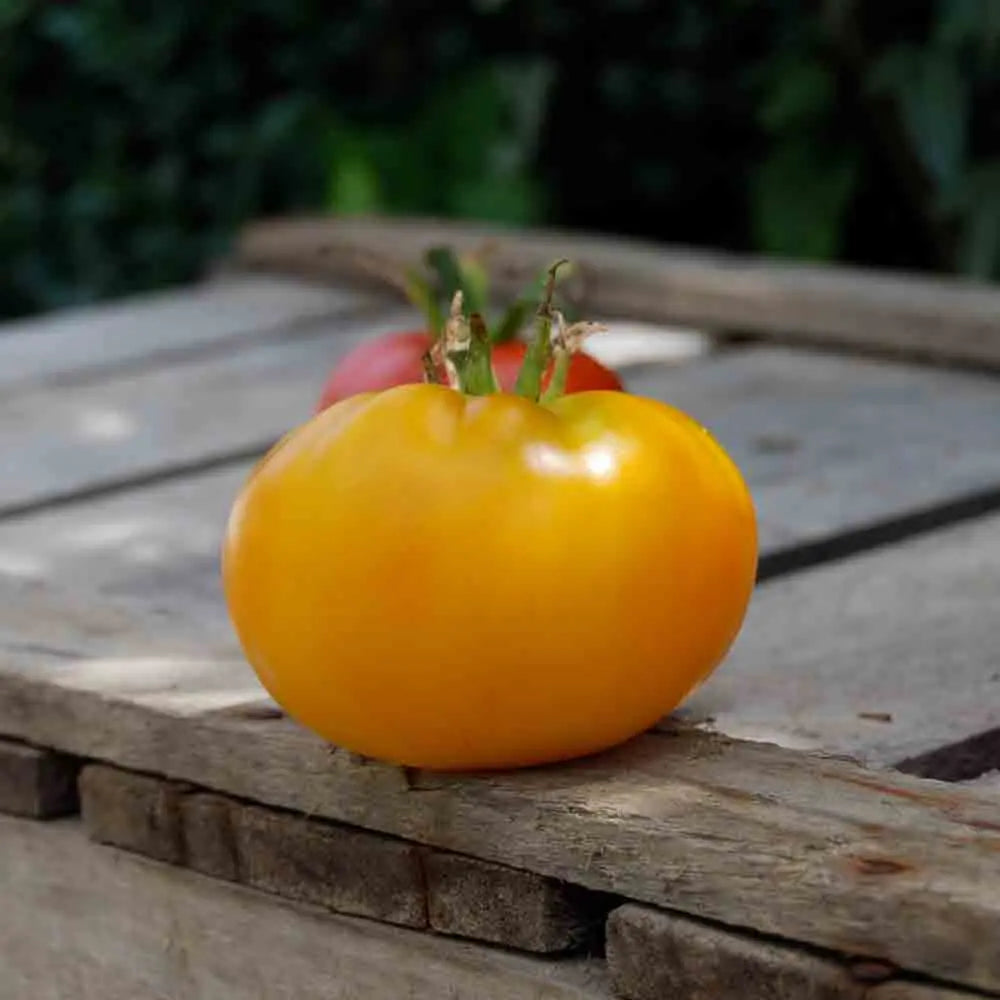 Graines de tomate jaune saint vincent bio – La Ferme de Sainte Marthe
