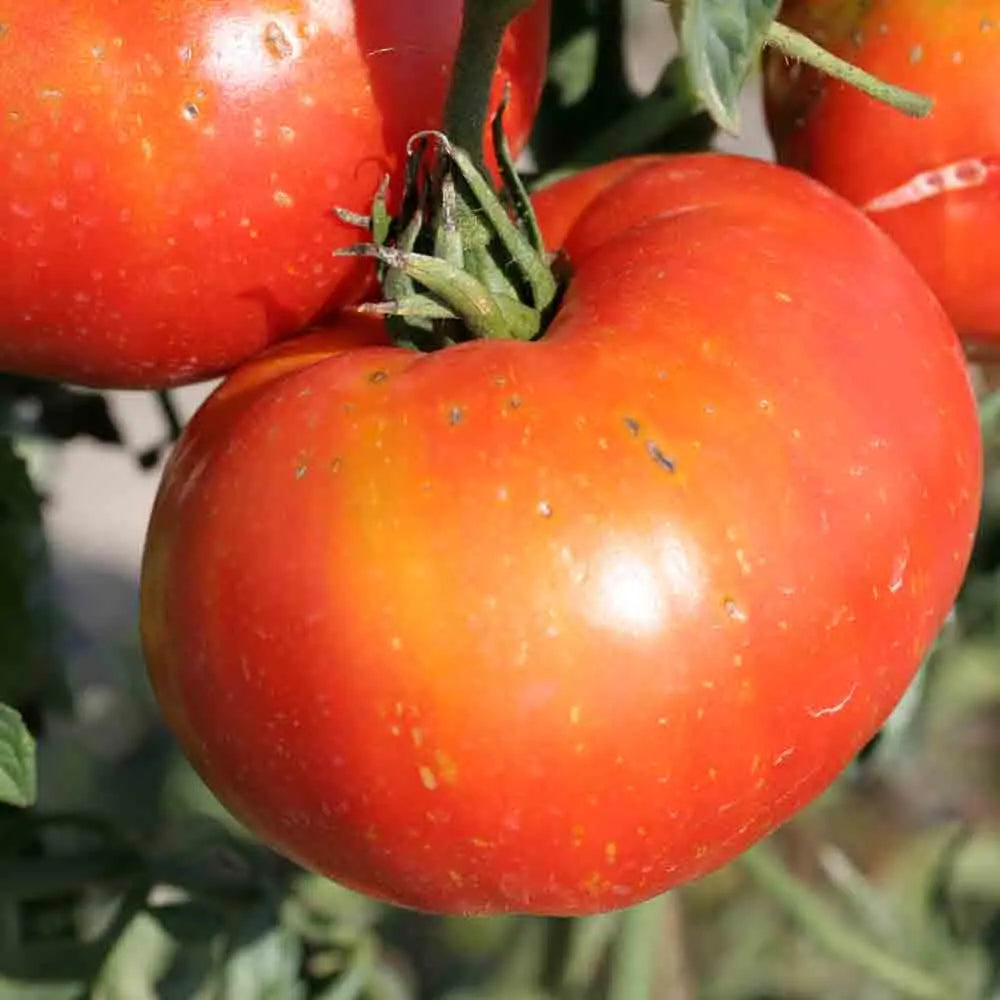 Graines de tomate joie de la table bio – La Ferme de Sainte Marthe