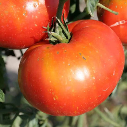 Graines de tomate joie de la table bio – La Ferme de Sainte Marthe