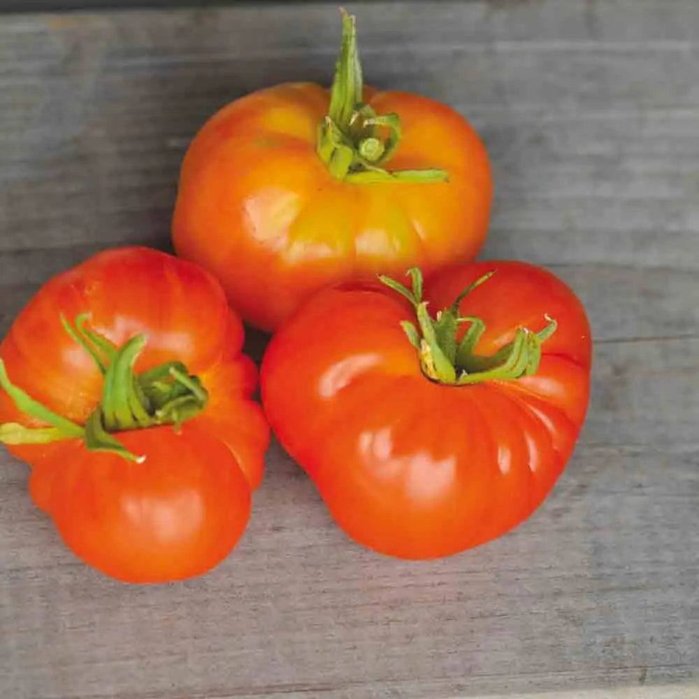 Graines de tomate joyau d'oaxaca bio – La Ferme de Sainte Marthe