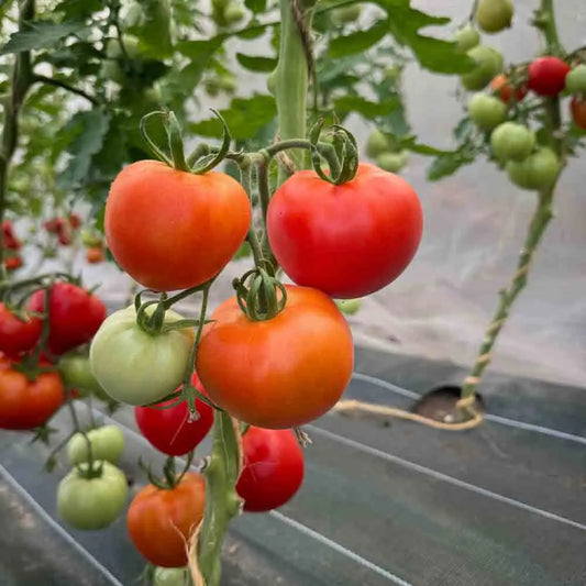 Graines de tomate karos bio – La Ferme de Sainte Marthe