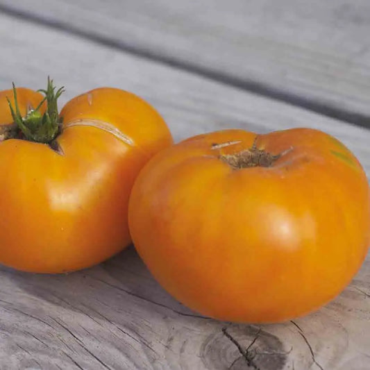 Graines de tomate kellogg's breakfast bio – La Ferme de Sainte Marthe