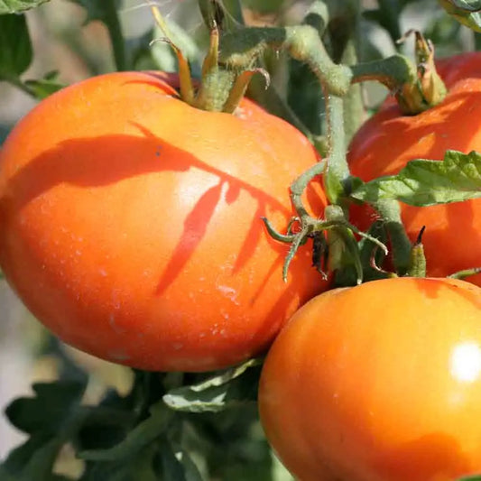 Graines de tomate la carotina bio – La Ferme de Sainte Marthe