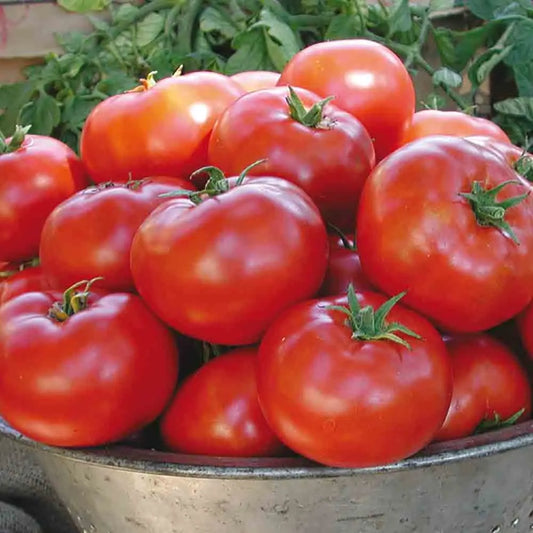 Graines de tomate legend bio – La Ferme de Sainte Marthe
