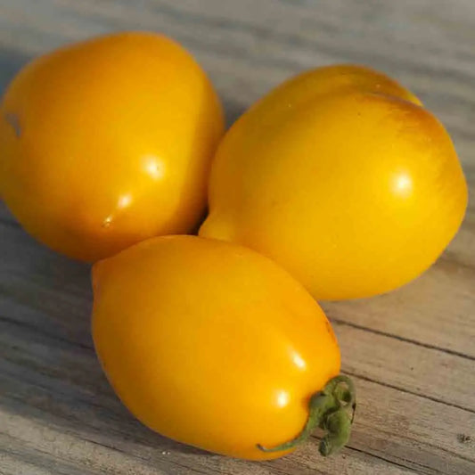 Graines de tomate lemon tree bio – La Ferme de Sainte Marthe