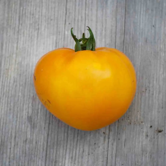 Graines de tomate limmony bio – La Ferme de Sainte Marthe