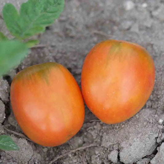 Graines de tomate madagascar bio – La Ferme de Sainte Marthe