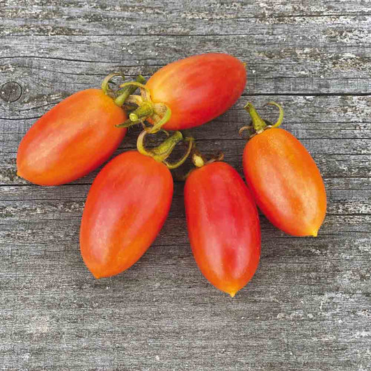 Graines de tomate maglia rossa bio – La Ferme de Sainte Marthe
