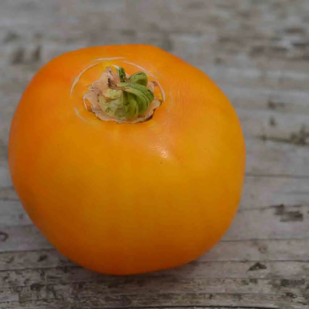 Graines de tomate manyel bio – La Ferme de Sainte Marthe