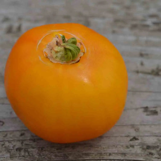 Graines de tomate manyel bio – La Ferme de Sainte Marthe