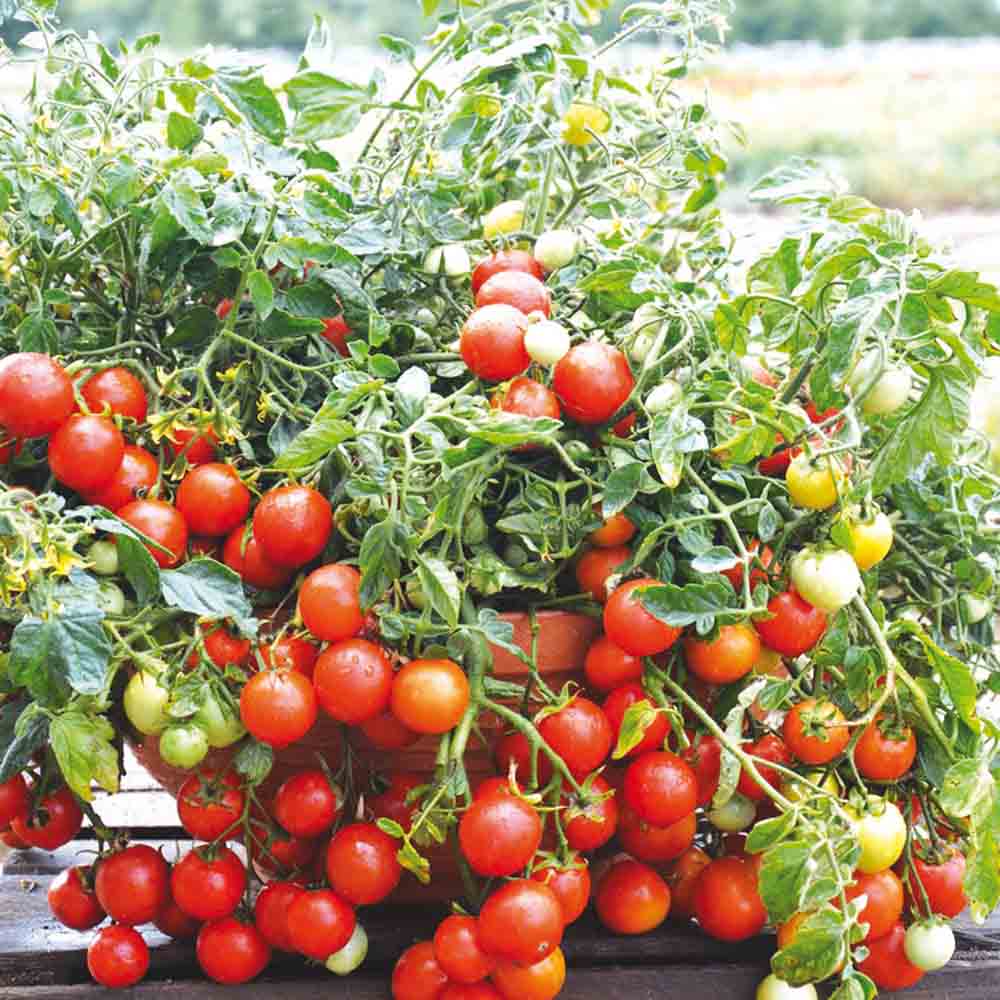 Graines de tomate maskotka bio – La Ferme de Sainte Marthe