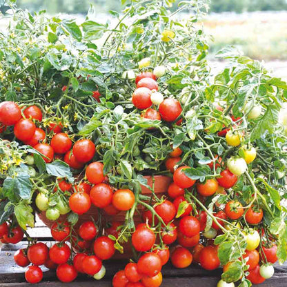 Graines de tomate maskotka bio – La Ferme de Sainte Marthe