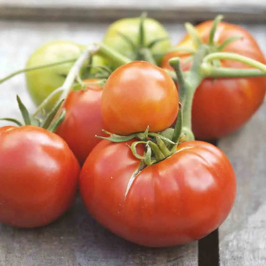 Graines de tomate matina bio – La Ferme de Sainte Marthe