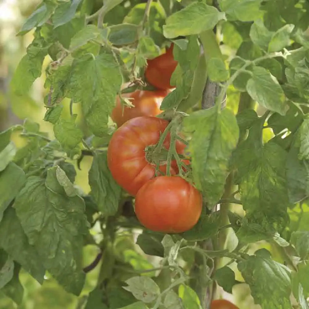 Graines de tomate merveille des marchés bio – La Ferme de Sainte Marthe