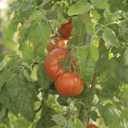 Graines de tomate merveille des marchés bio – La Ferme de Sainte Marthe