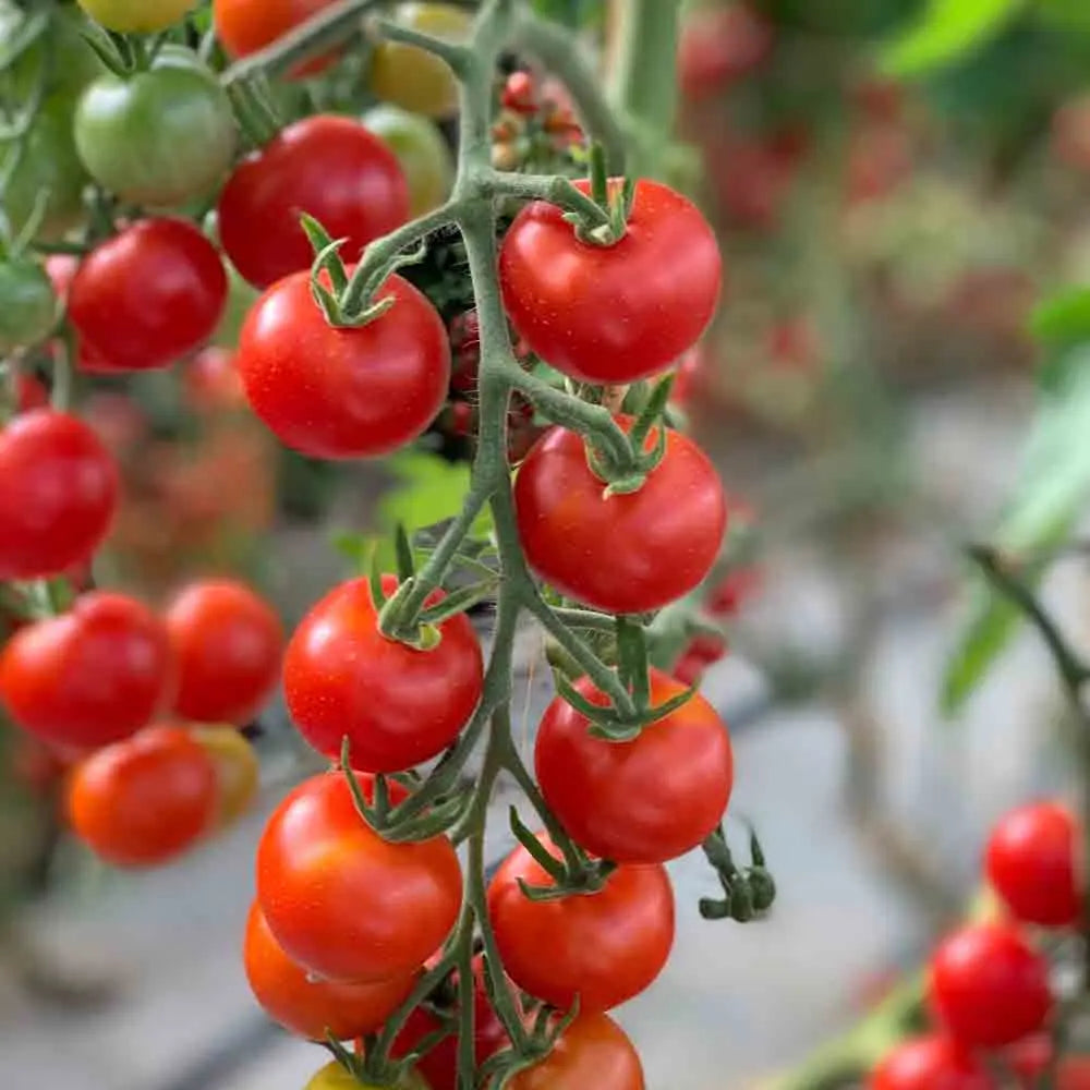 Graines de tomate miel du mexique bio – La Ferme de Sainte Marthe