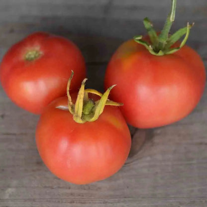 Graines de tomate mikado violetor bio – La Ferme de Sainte Marthe