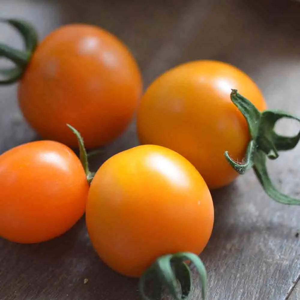 Graines de tomate mini orange bio – La Ferme de Sainte Marthe