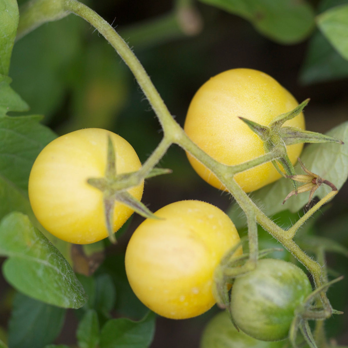 Graines de tomate mirabelle blanche bio – La Ferme de Sainte Marthe