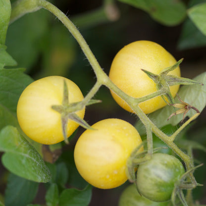 Graines de tomate mirabelle blanche bio – La Ferme de Sainte Marthe