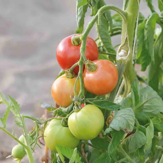 Graines de tomate monda montfavet bio – La Ferme de Sainte Marthe