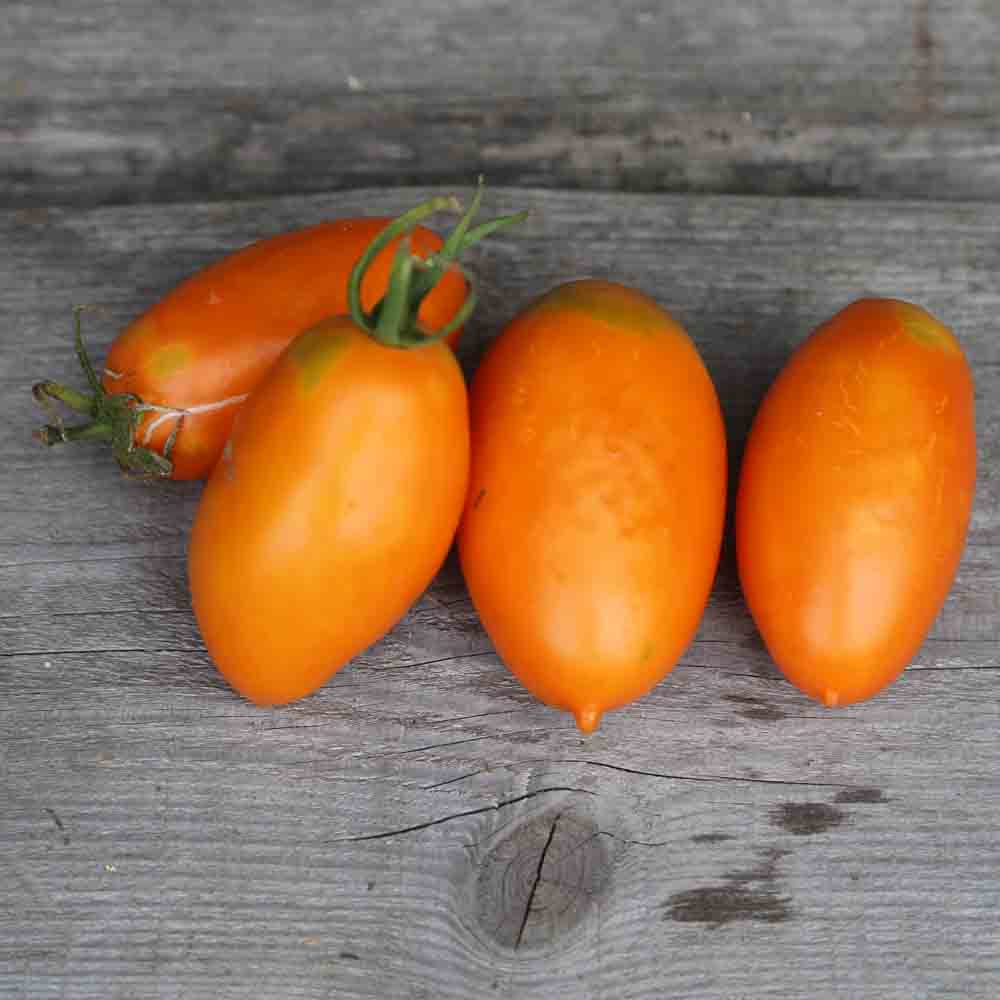 Graines de tomate orange banana bio – La Ferme de Sainte Marthe